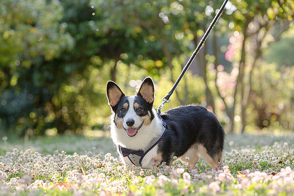 PupPictures-10