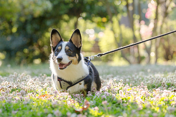 PupPictures-12