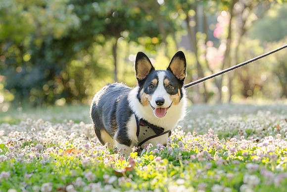 PupPictures-13