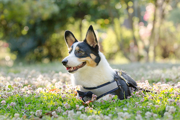 PupPictures-14
