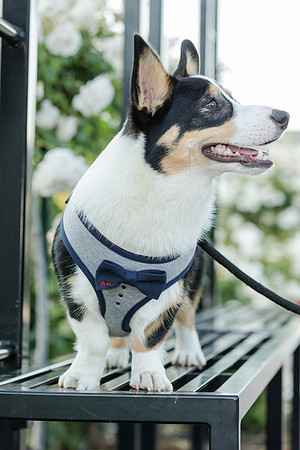 PupPictures-21