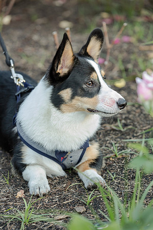 PupPictures-23