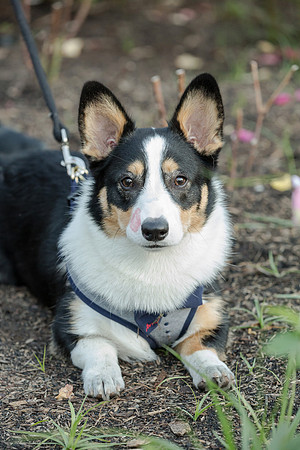 PupPictures-24