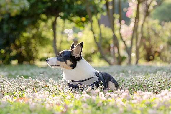 PupPictures-11