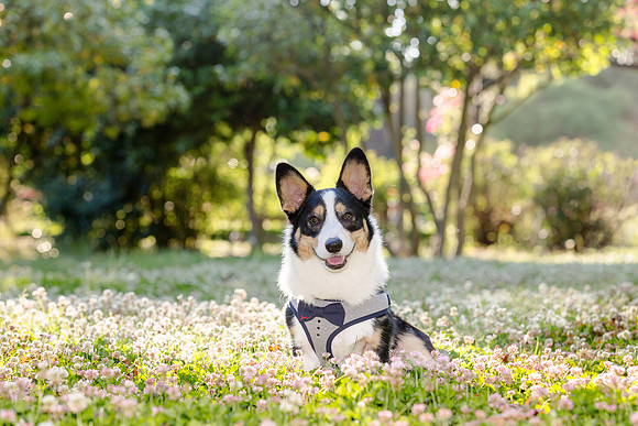 PupPictures-09