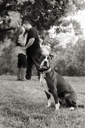 Apple Hill Engagement Photos